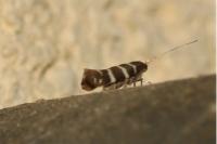 Argyresthia trifasciata