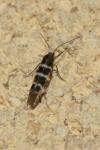 Argyresthia trifasciata