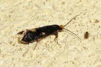 Monopis weaverella