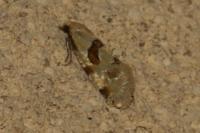 Aethes cnicana/rubigana