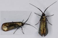 Adela reaumurella