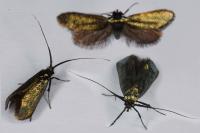 Adela reaumurella