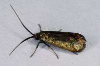Adela reaumurella
