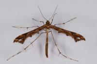 Amblyptilia acanthadactyla