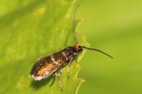 Micropterix aruncella
