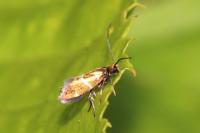 Micropterix aruncella