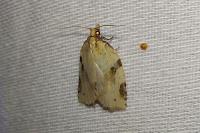 Clepsis spectrana