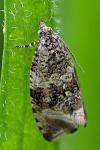 Celypha lacunana
