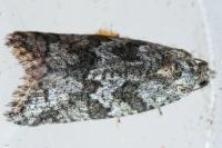 Cnephasia