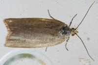 Acleris