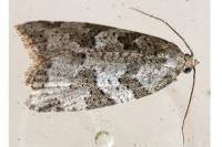 Cnephasia