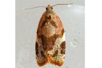 Archips xylosteana