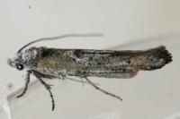 Zelleria oleastrella