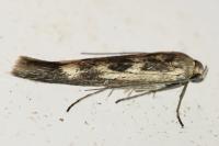 Scythris limbella
