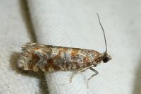 Rhyacionia miniatana