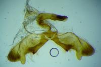 Rhyacionia miniatana
