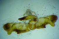 Rhyacionia miniatana