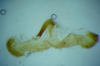 Dichrorampha acuminatana