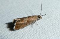 Dichrorampha acuminatana