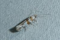 Cedestis gysseleniella