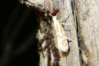 Argyresthia abdominalis