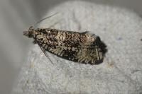 Celypha lacunana