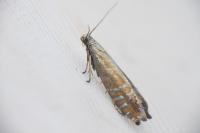 Glyphipterix thrasonella