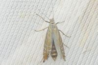 Glyphipterix thrasonella