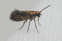 Micropterix aruncella