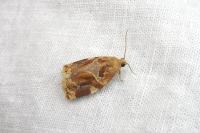 Archips xylosteana