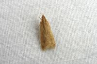 Helcystogramma rufescens