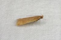 Helcystogramma rufescens