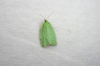 Tortrix viridana
