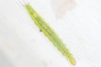 Ypsolopha parenthesella