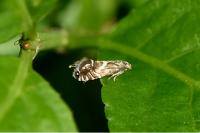 Glyphipterix