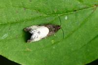 Notocelia cynosbatella