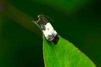 Notocelia cynosbatella