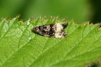 Endothenia