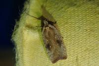 Agonopterix nervosa