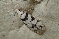 Pseudotelphusa scalella