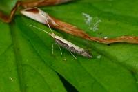Plutella xylostella