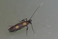 Euspilapteryx auroguttella