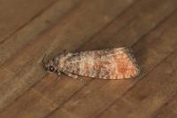 Piniphila bifasciana