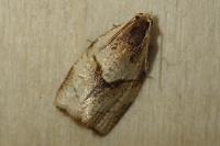 Clepsis rurinana