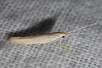 Coleophora