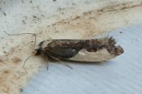 Monopis monachella