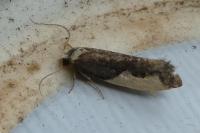 Monopis monachella
