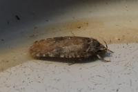 Agonopterix
