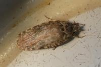 Agonopterix