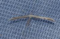 Emmelina monodactyla